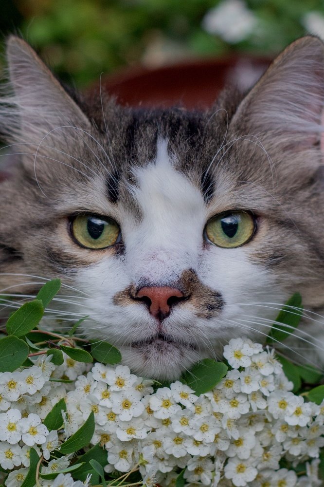 Весенний кот