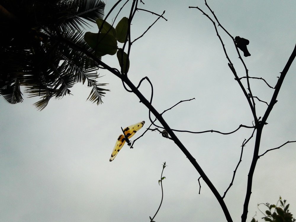 The Common Picture Wing