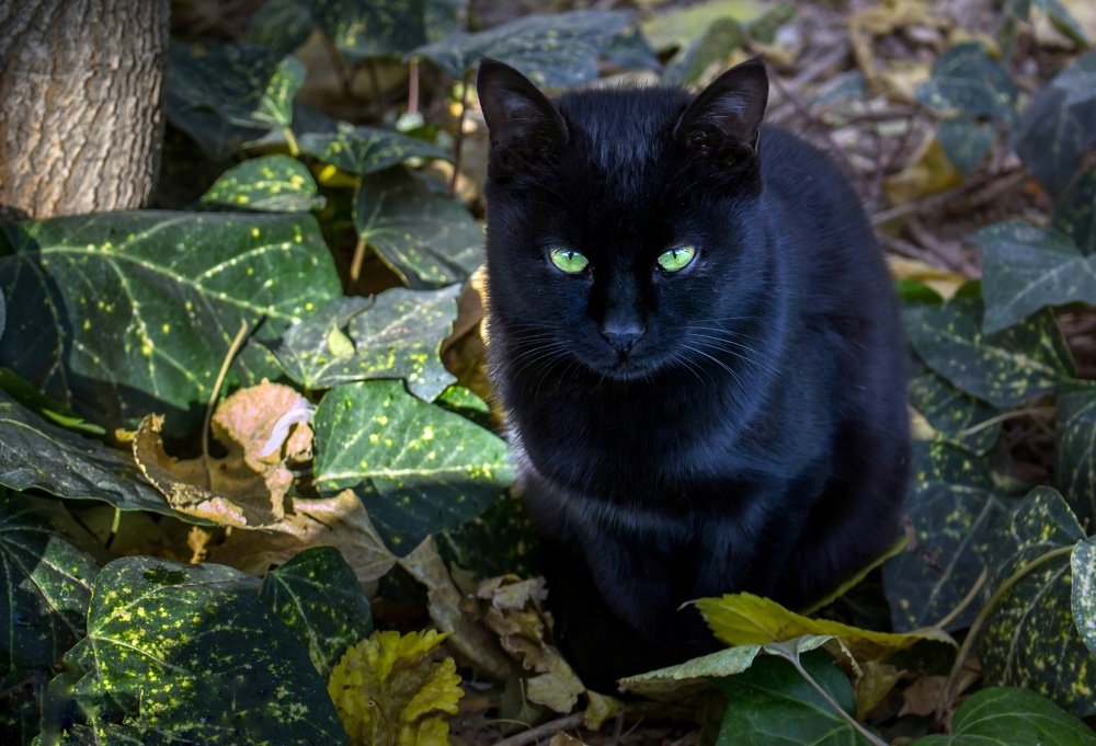 Black cat