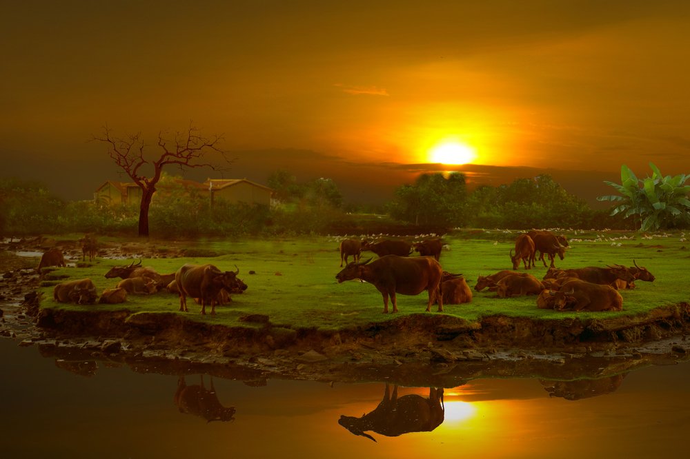 Sự yên bình buồi sớm