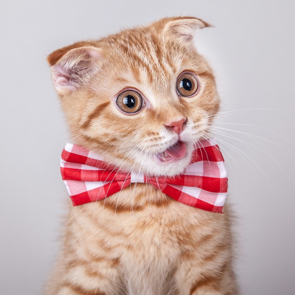 Маленький джентльмен