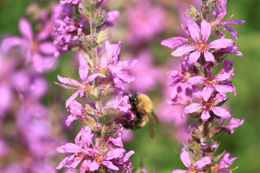 Сбор нектара