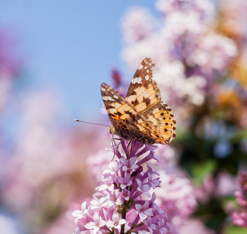 Painted lady on Lilac / Репейница на сирени