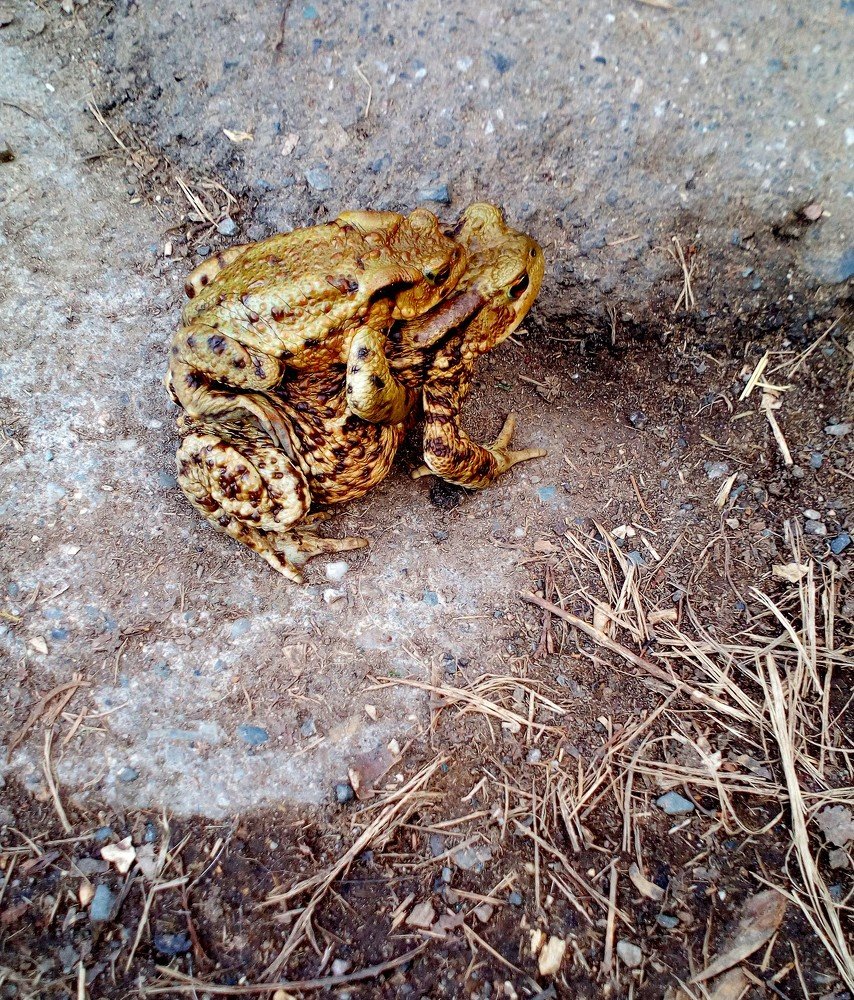 Все свое ношу собой.