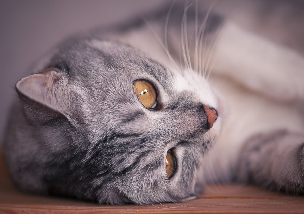 Котопортрет