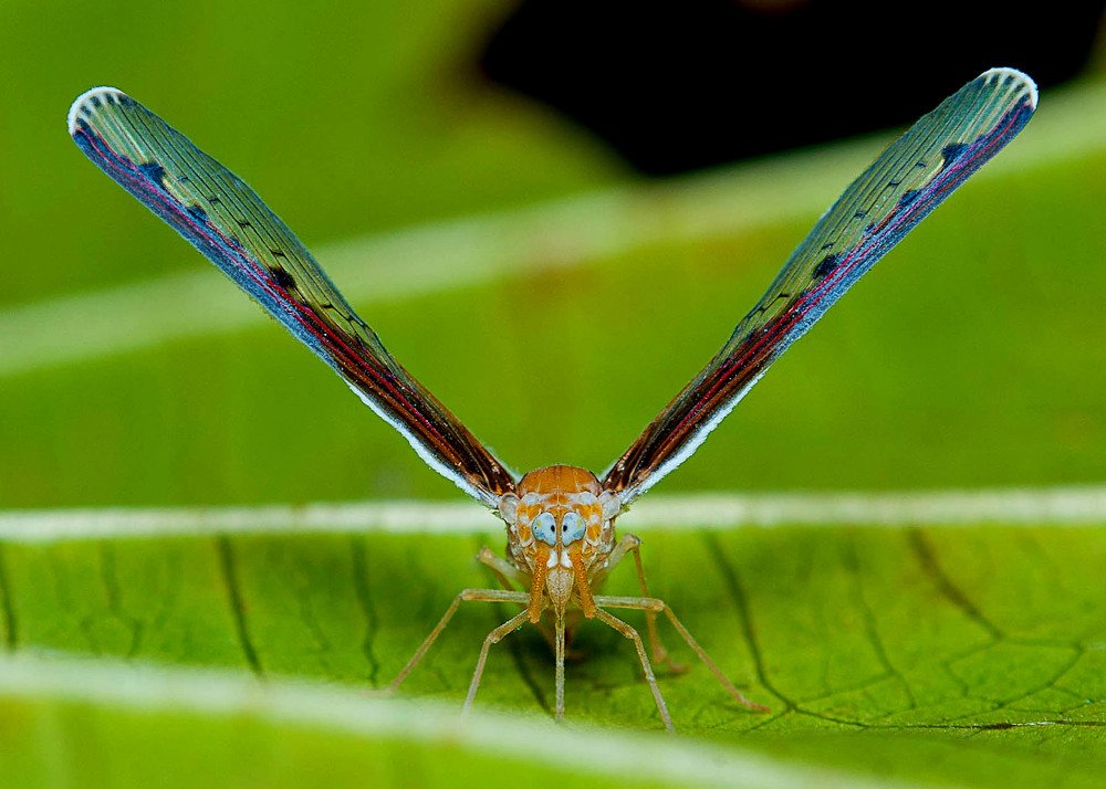 Derbid Planthopper