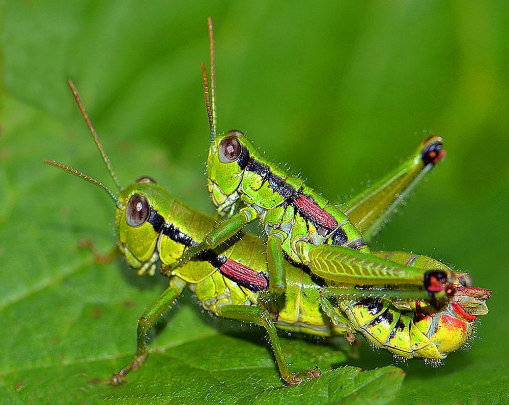 Mating