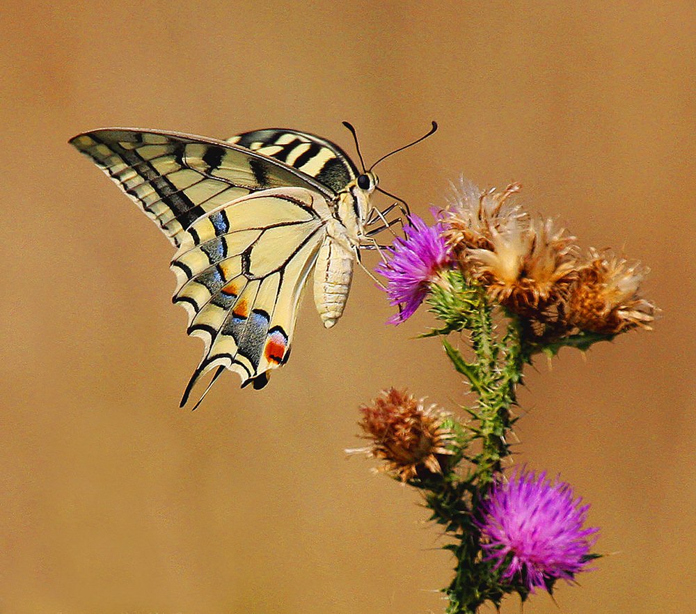 Papilio machaon