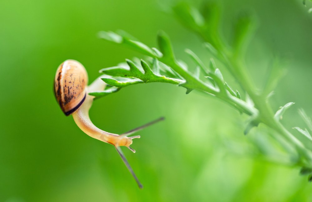 Garden Snail