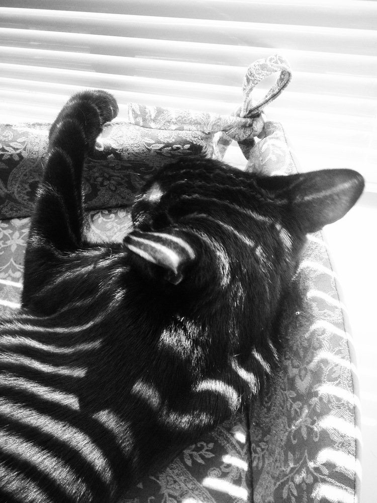 playing a zebra