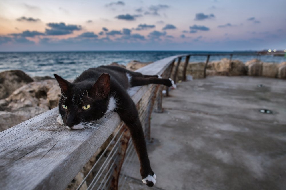 Sunset cat