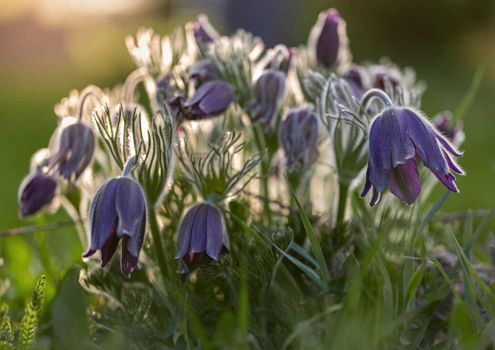 Май, цветение...