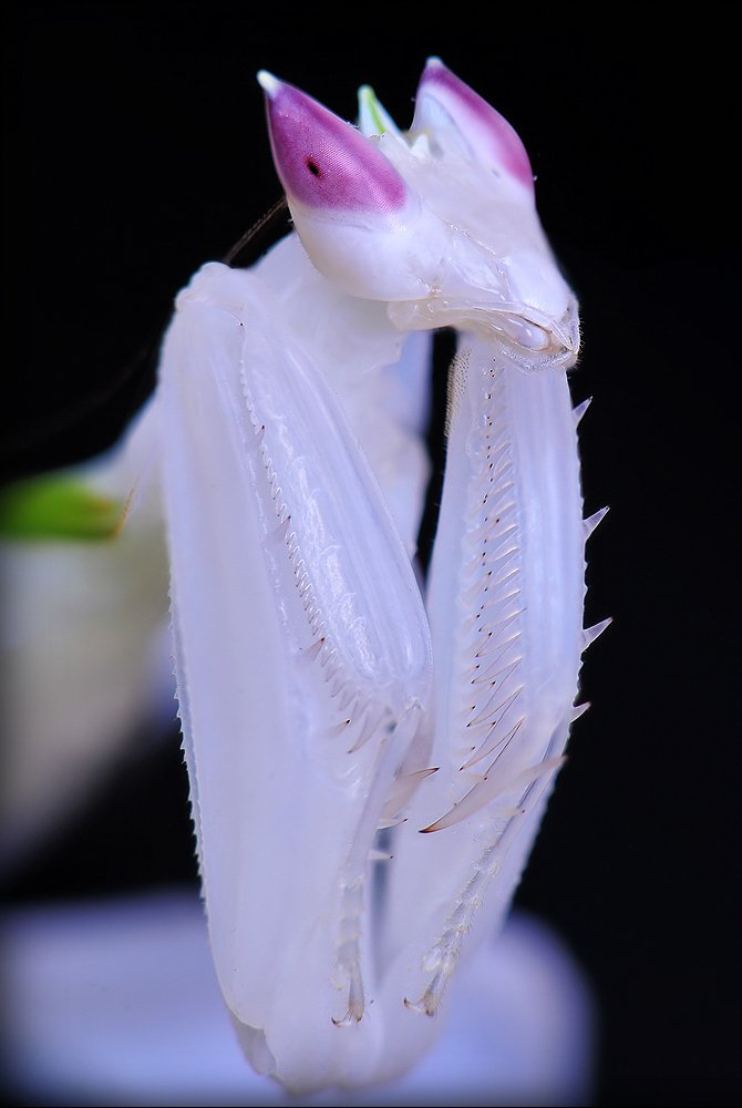 Убийственная красота