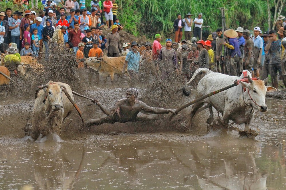 terbang di atas lumpur