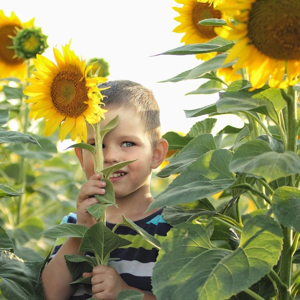 В подсолнухах.