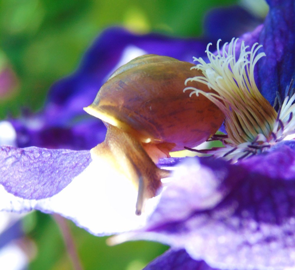 В сиреневых тонах