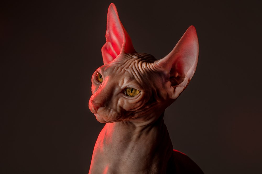Sphynx