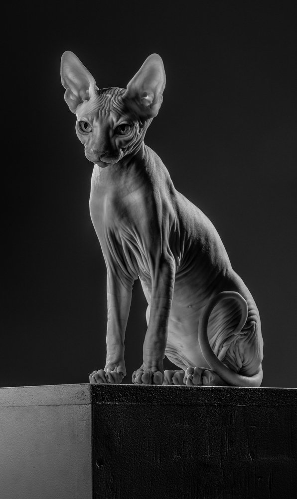 Sphynx