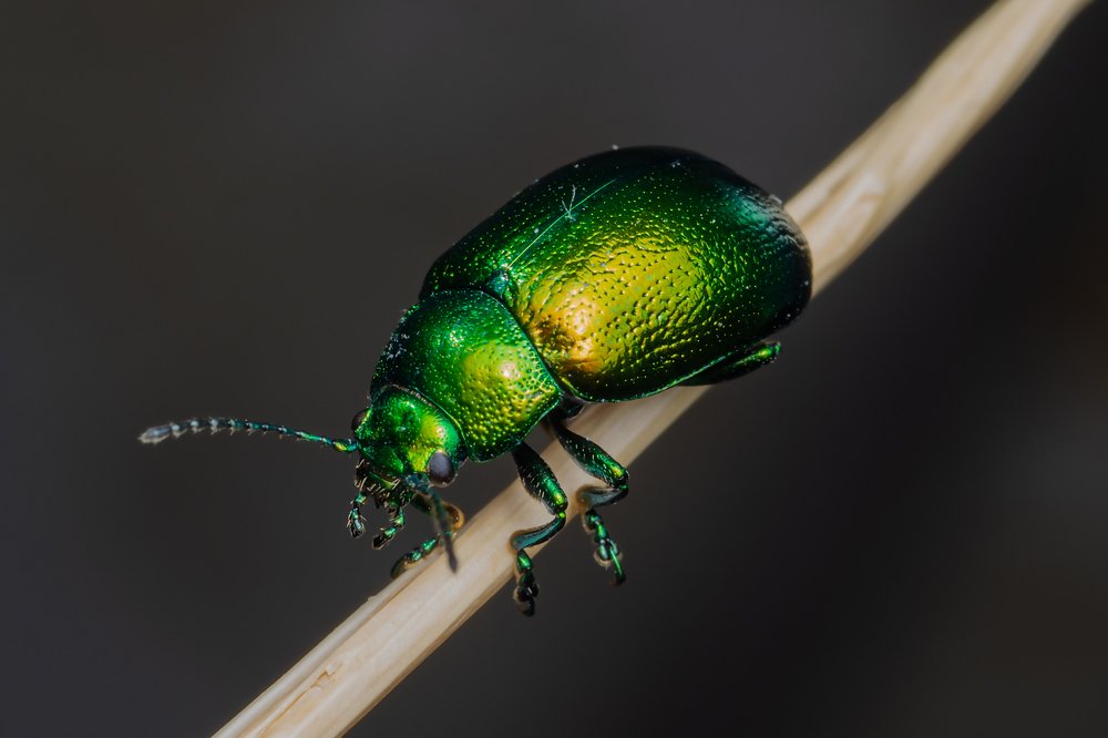 Держи меня, соломинка, держи..