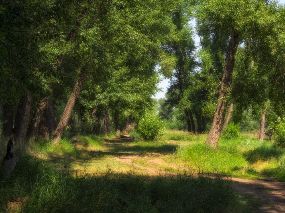 Лесной пейзаж