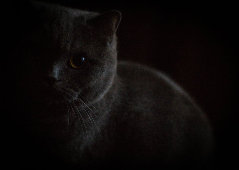 Фотография автора Заведеев Алексей