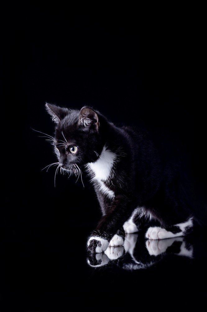 Черный котенок