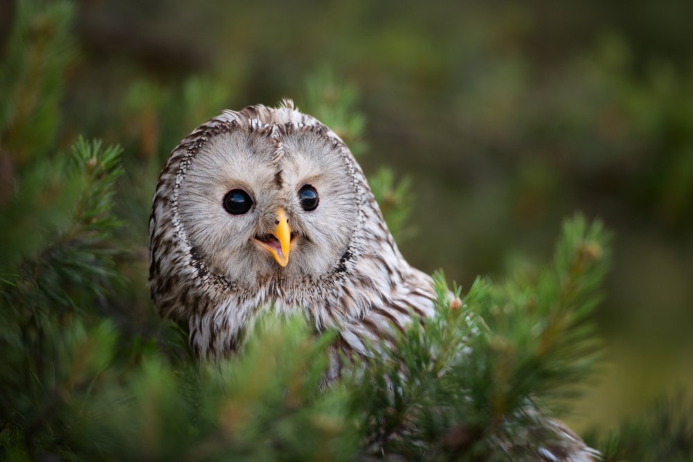 Photograph by Юлия Борт