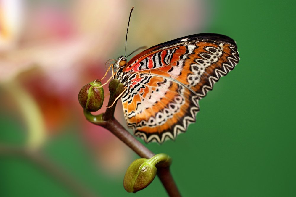 Златоглазка на ветке орхидеи