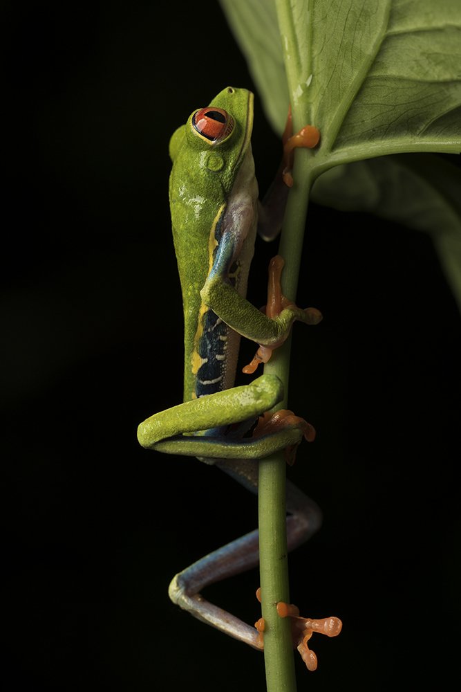 Bluejean Frog