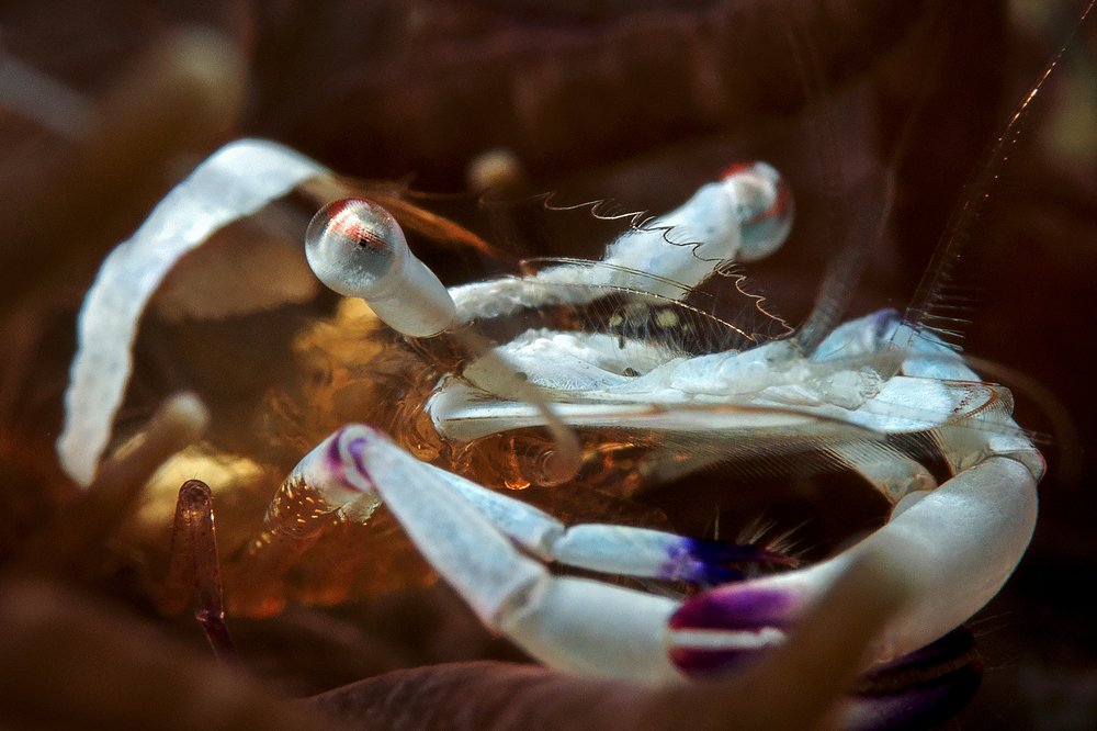 Portrait of shrimp Ancylomenes magnificus