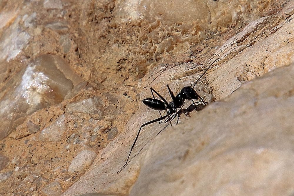 Весеннее солнышко.