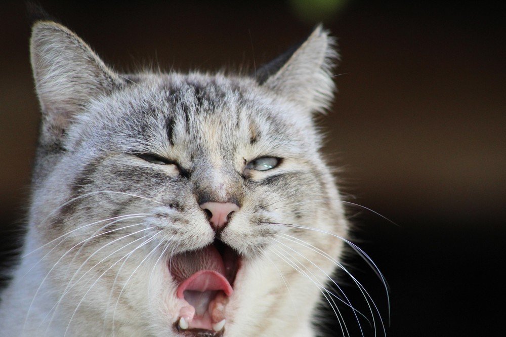 Felis silvestris catus