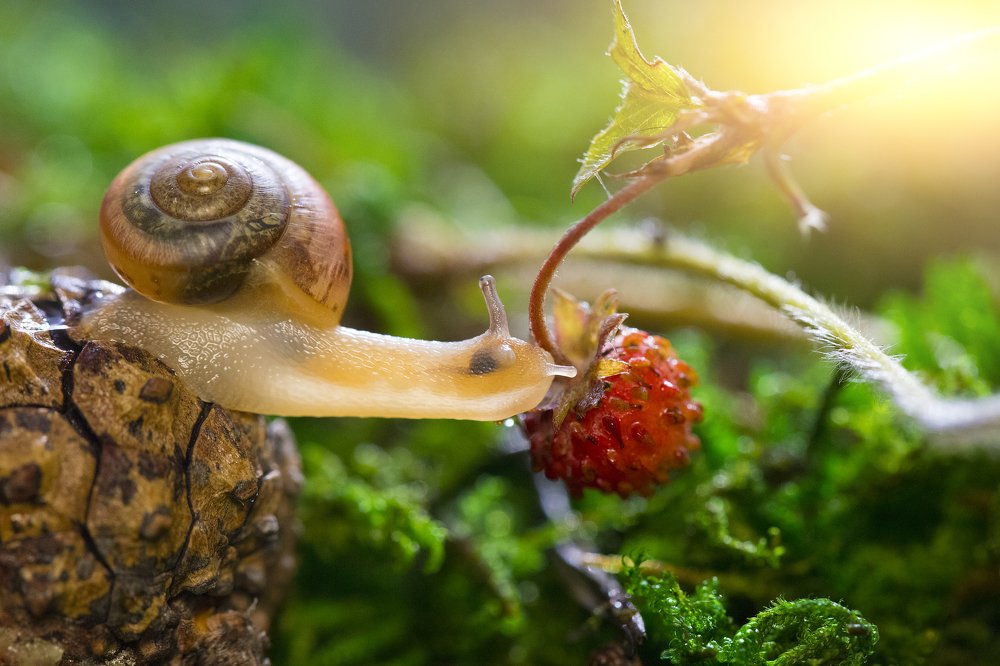 Вкусная земляника