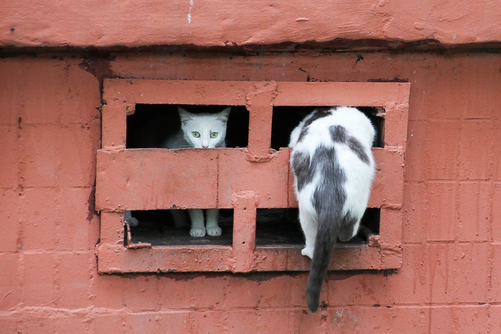 Кошка-такса