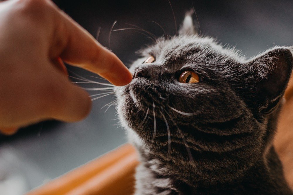 Photograph by Евгений Корниенко