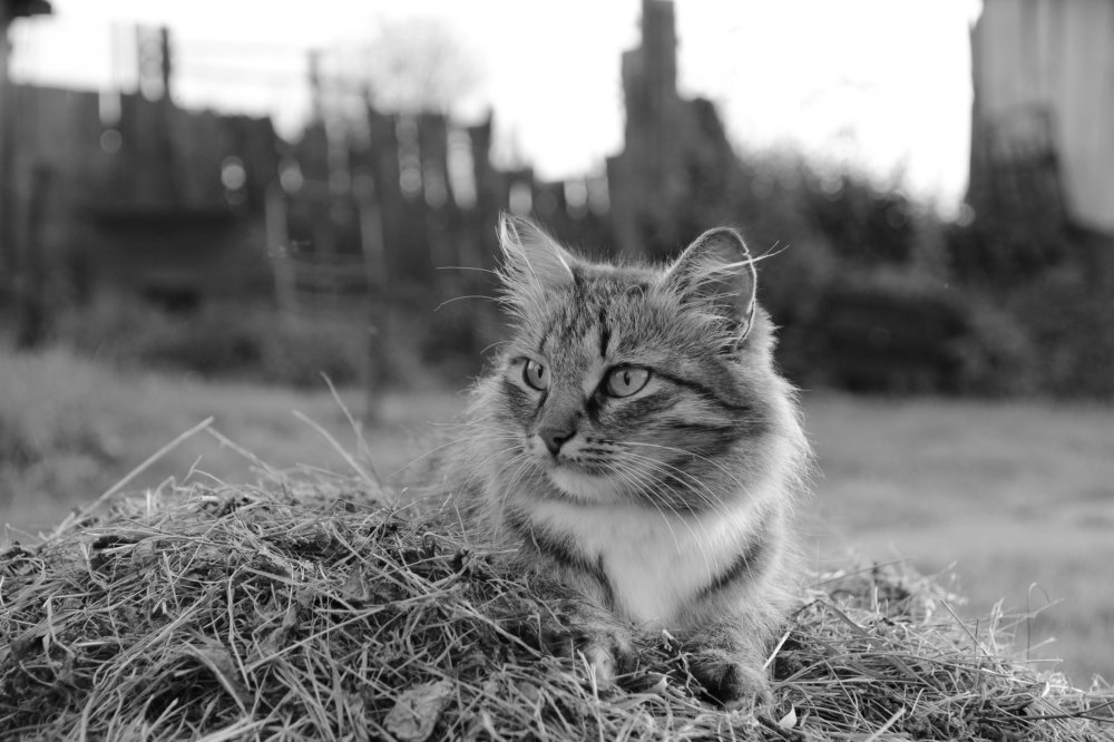 Photograph by Екатерина Артемова