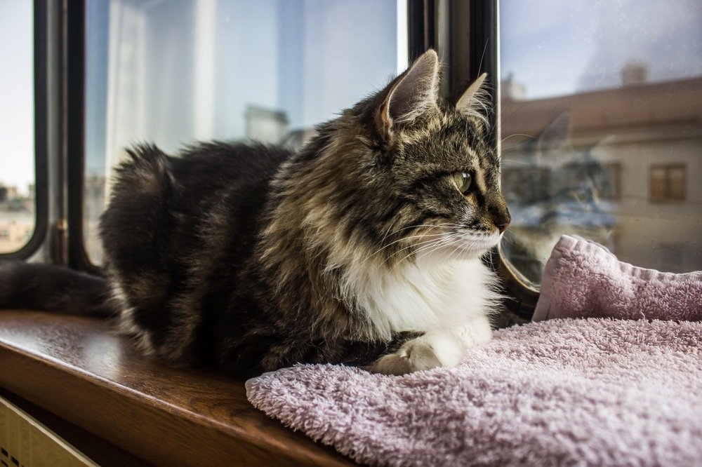 Кошачий взгляд