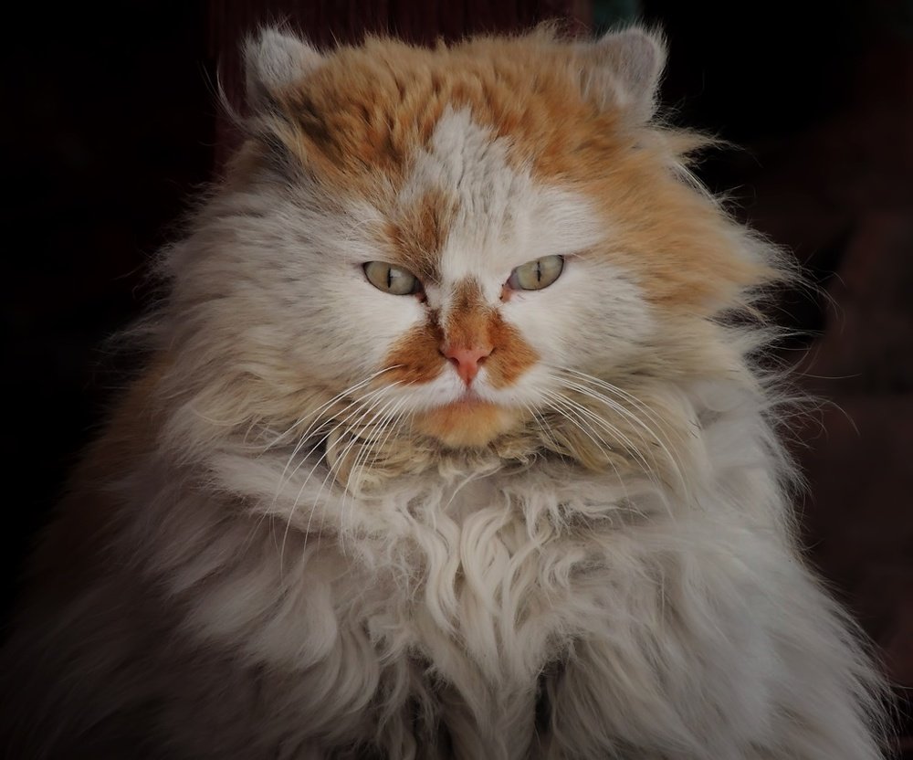 Мартовский кот