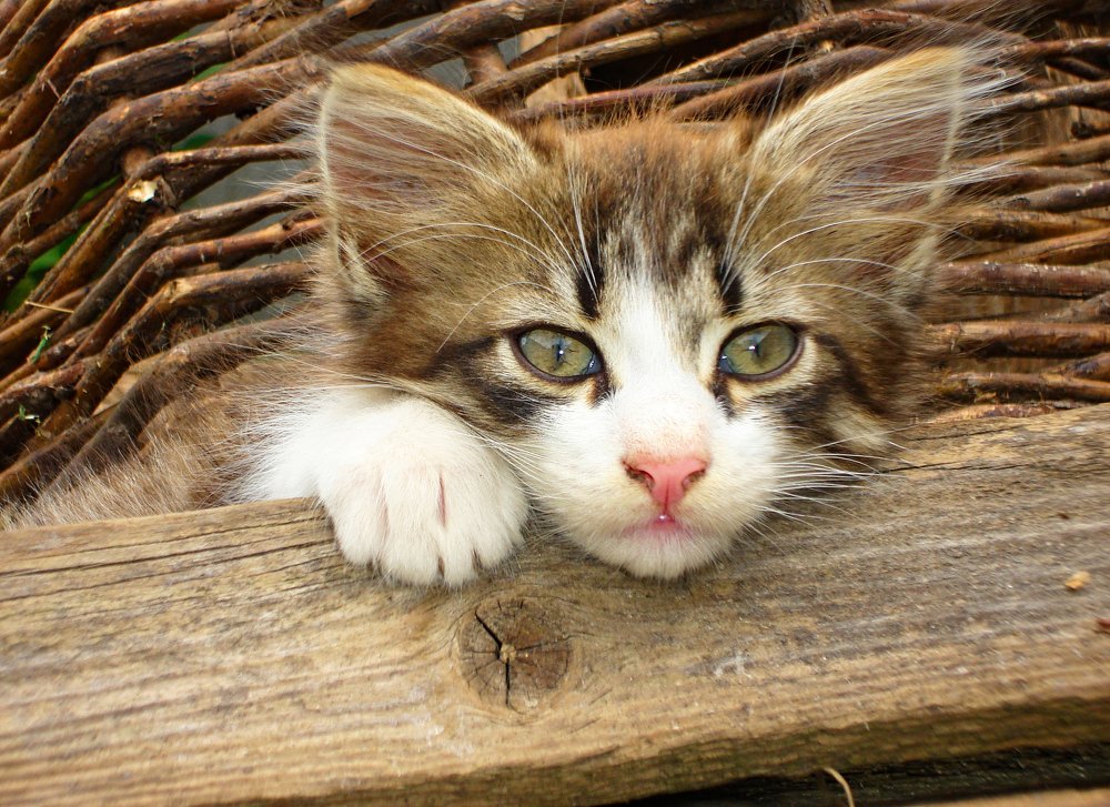 Photograph by Евгений Козлов