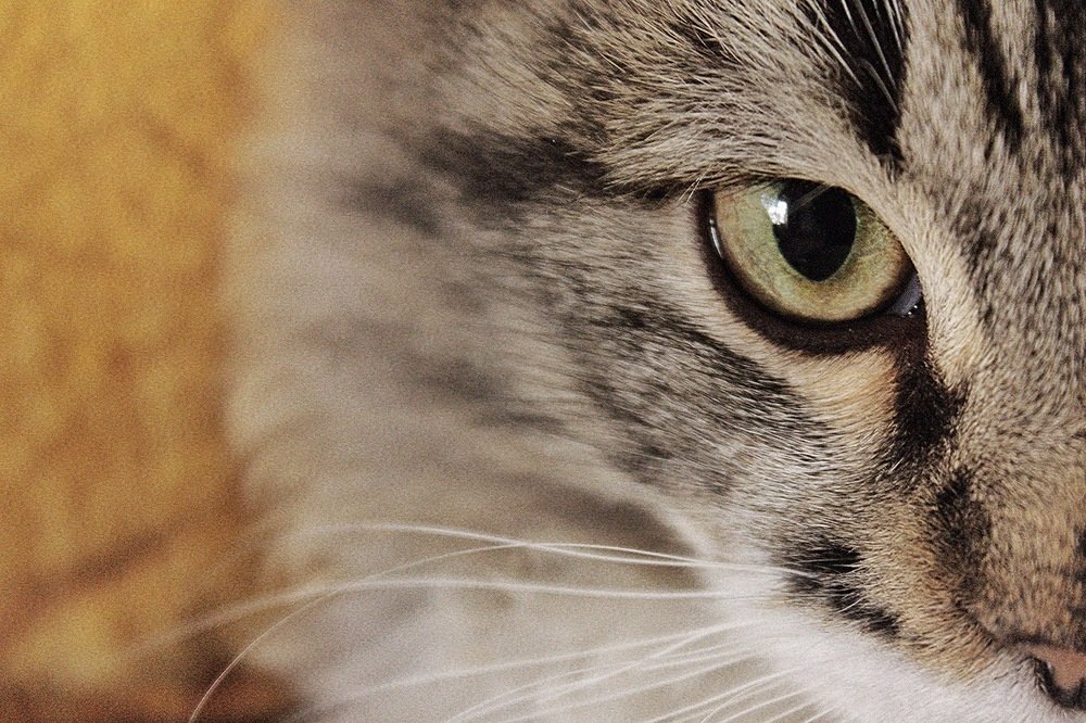 Хрустальный глаз