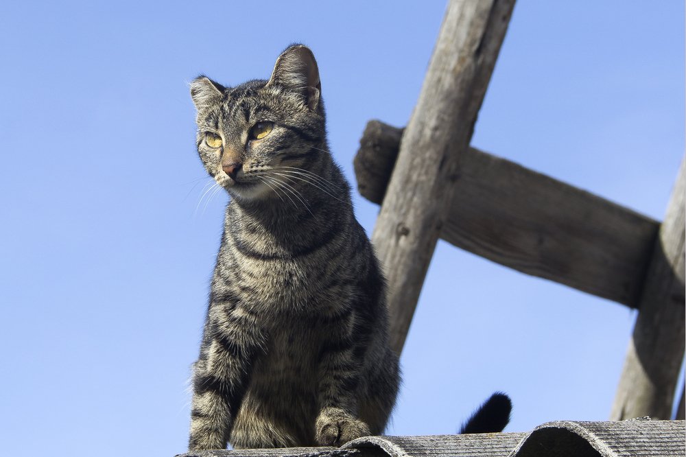 Смотрящий...