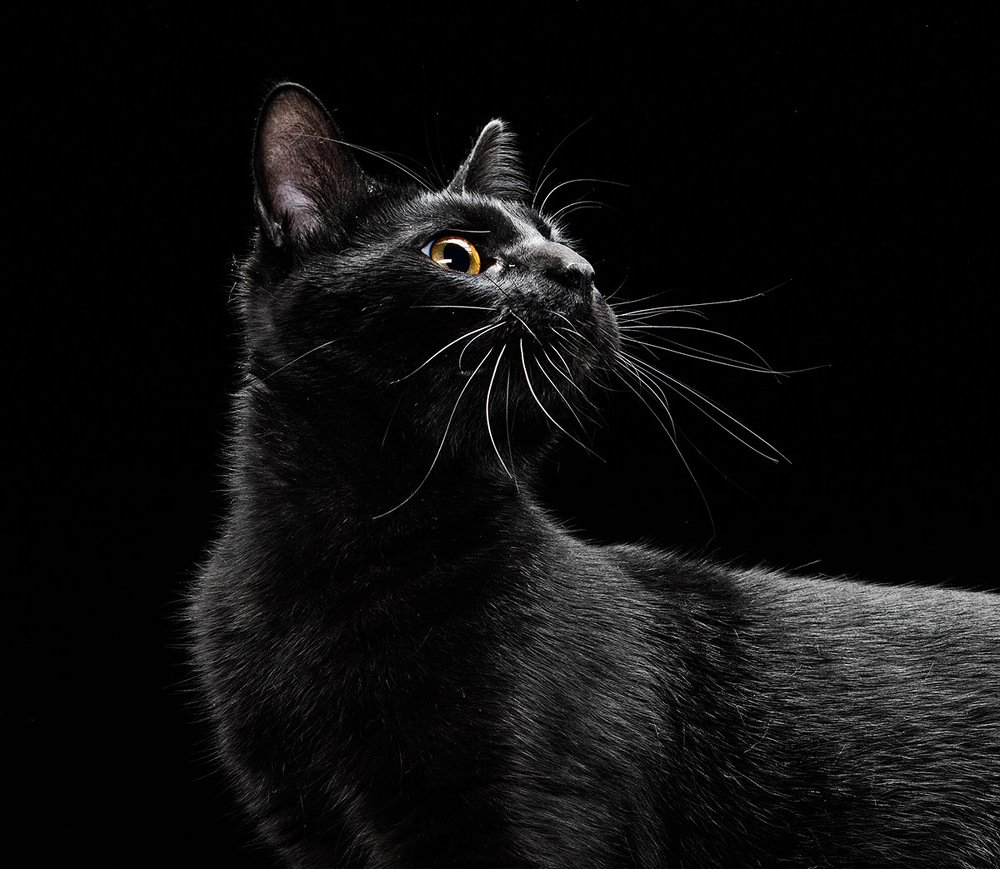 Photograph by Alex Perelman