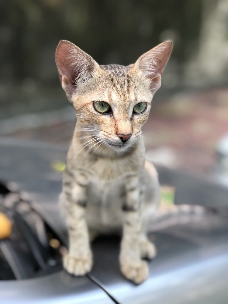 Фотография автора Amit Panchal