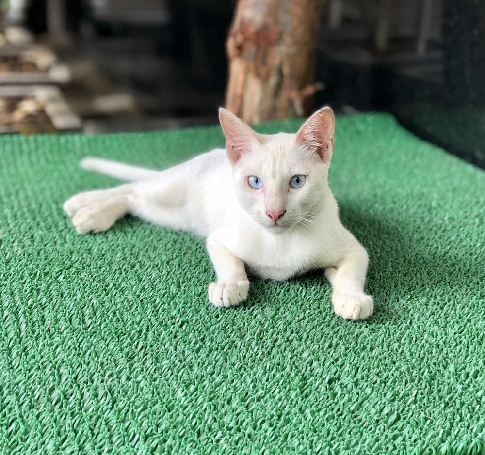 Relaxing Cat from India