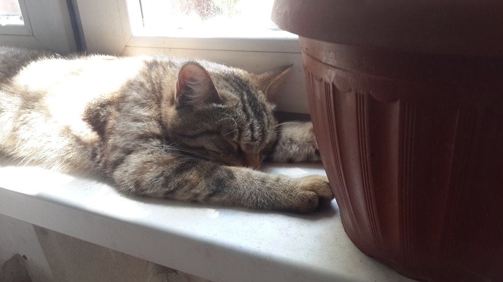 Всю ночь мышей ловила