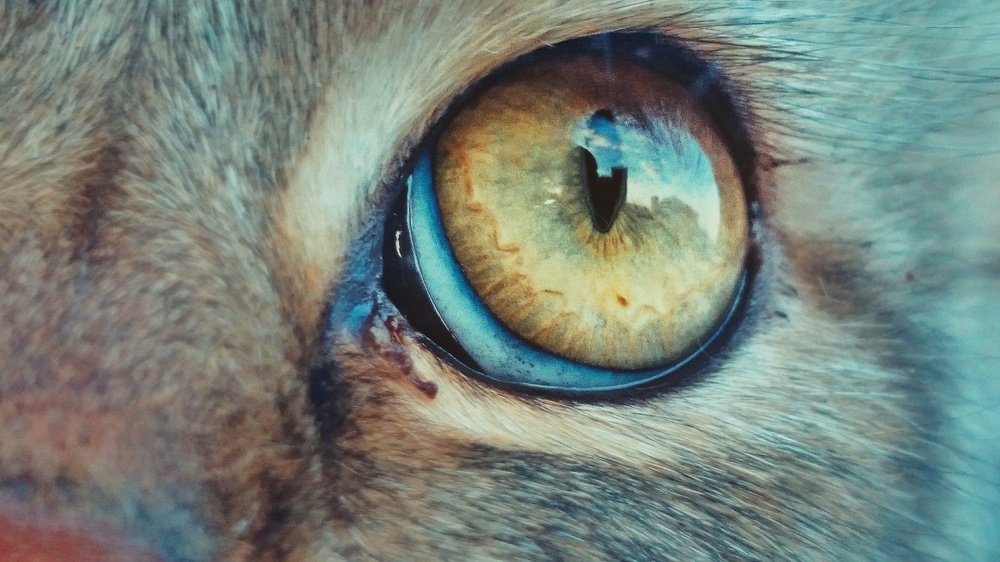 My cat's eye