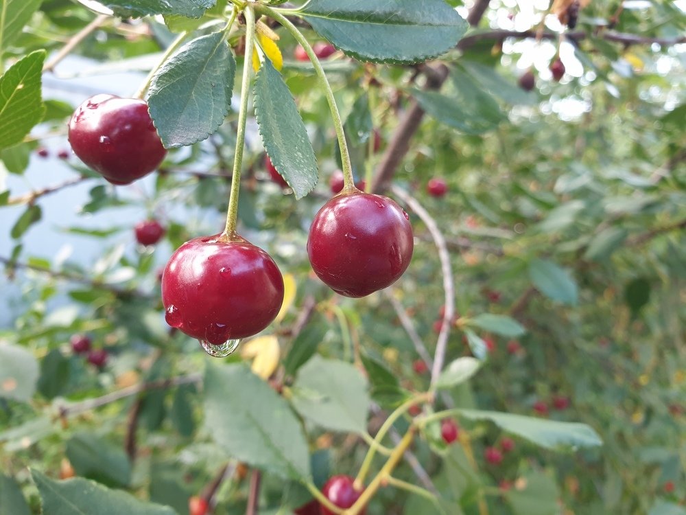 после дождя