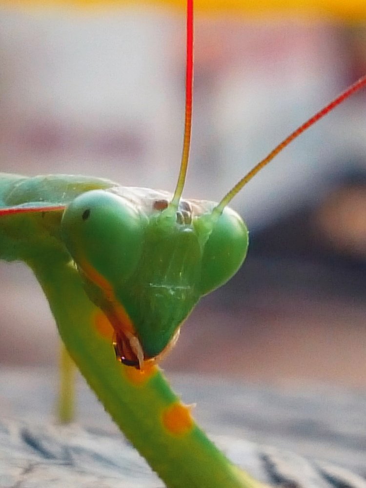 Photograph by Mohammed Halawa