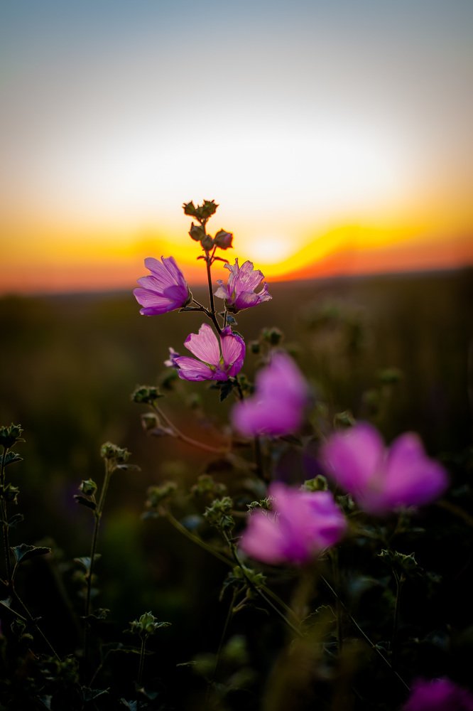 Photograph by Марина Комина