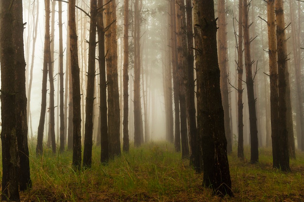 Photograph by Андрей Папанов